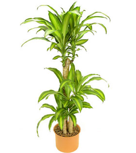 Tall potted plant