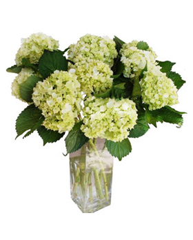 Green Hydrangea With Vase