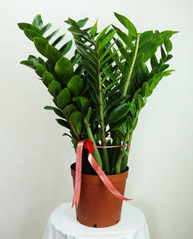 Zamioculcas Money Tree