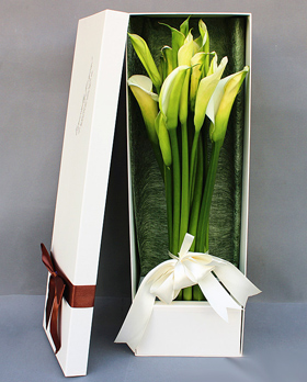 Calla Liliy In Box
