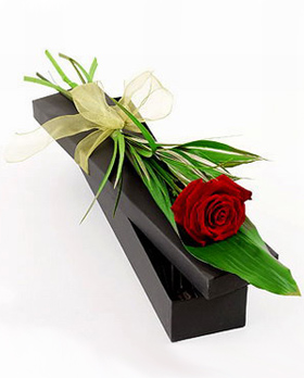 Single Rose Gift