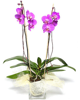 Purple Orchid