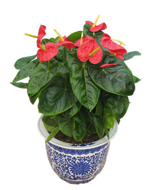Anthurium