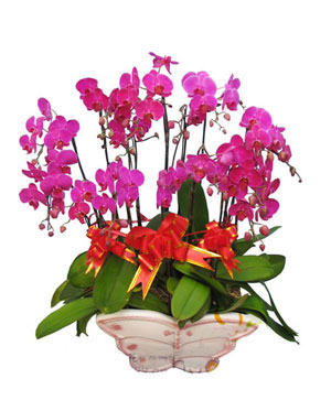 Moth Orchid