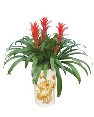 Guzmania